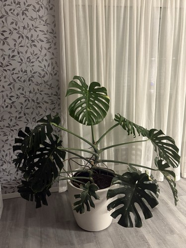 Monstera thai constellation - thai,