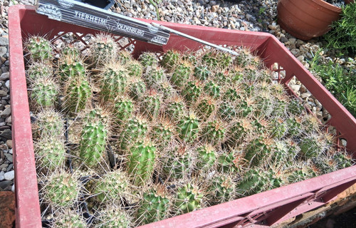 Stück echinocereus - stück,