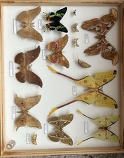 Historische Schmetterlingssammlung Exotischer Nachtfalter