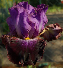 Schwertlilie Bart-Iris 3