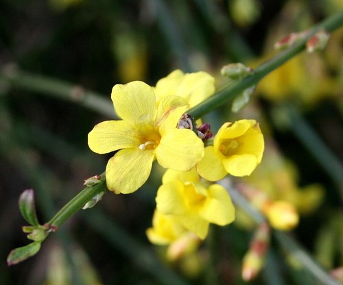 Jasmin winterblüher - jasmin,