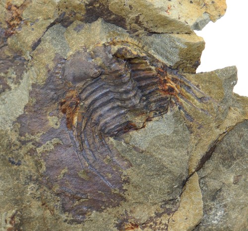 Trilobit kettneraspis - trilobit,,