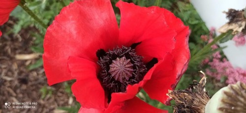 Riesenmohn 120 samen papaver - riesenmohn,