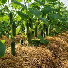 Artist F1 Gurkensamen Saatgut