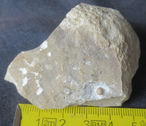 Kleiner trilobit - kleiner, (cephalon)