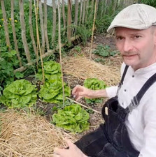 Kopfsalat ' Gigant '  sehr frühe Sorte Frühjahr Sommer Salat Saat Samen