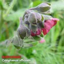 Echte Hundszunge - 200 Samen - Cynoglossum officinale - Gypsy Flower Houndstooth