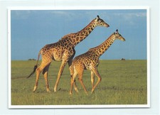1 AK Nordgiraffe Giraffe Savanne Afrika - USA 2 !!! *