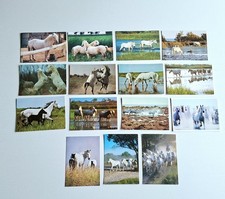 Pferdepostkarten - 15,