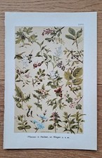 Pflanzen in Hecken, an Wegen