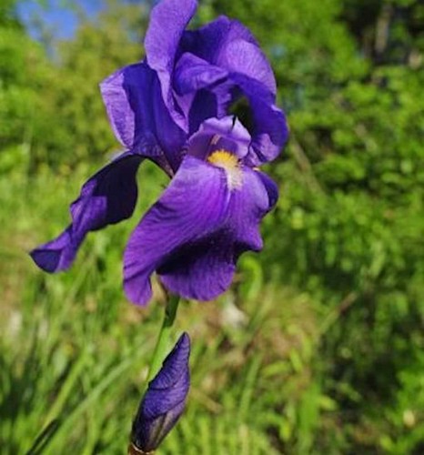 Bleiche schwertlilie iris - -,
