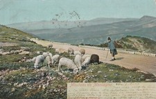 AK Moutons de montagne (Bergschafe) 1909