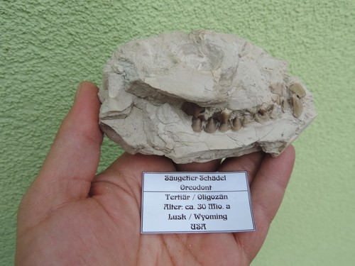 Oreodont schädel aus lusk - oreodont-schädel,