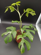 Aktion rhaphidophora - -30%,