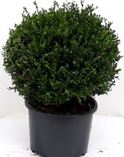 2 Ilex crenata Glorie Gem, Kugel, 30-35 cm, ähnlich Buchsbaum + Dünger