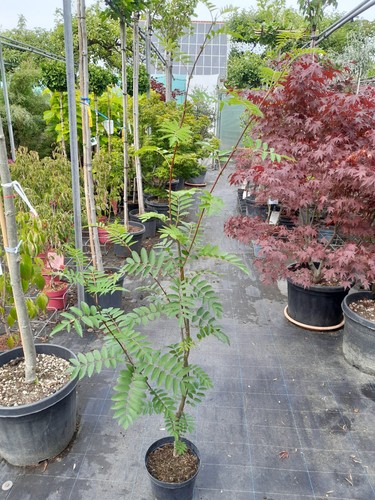 Sorbus aucuparia edulis - sorbus,