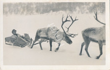 Foto WK2 Wehrmacht Weserübung Übung Soldat im Schlitten Rentier Gespann M1.87