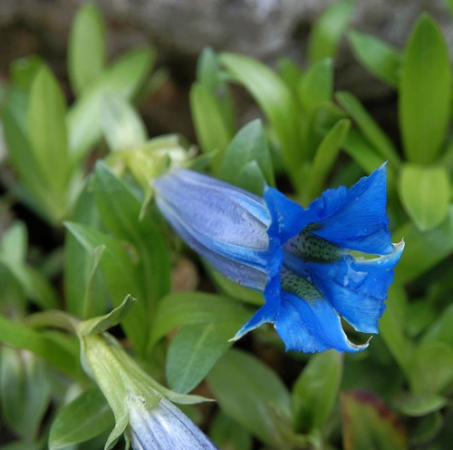 Stengelloser enzian gentiana - enzian,