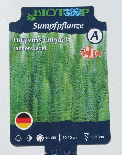 Hippuris vulgaris - ,
