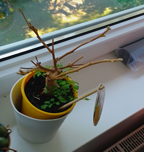 Citrina meyer zitrone - meyer-zitrone, citrus