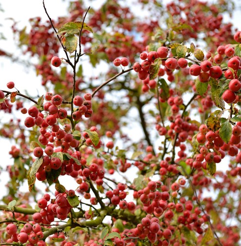 Zierapfel red jewel - red,