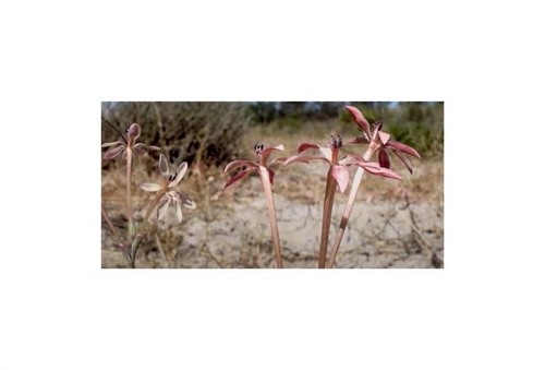 10x lapeirousia anceps lilie - lapeirousia,