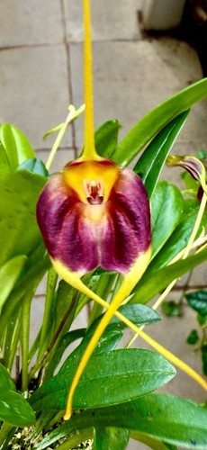 Masdevallia species lala - masdevallia,