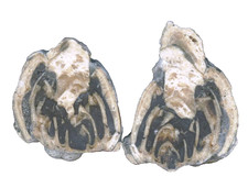 1 Paar versteinerte Schnecke