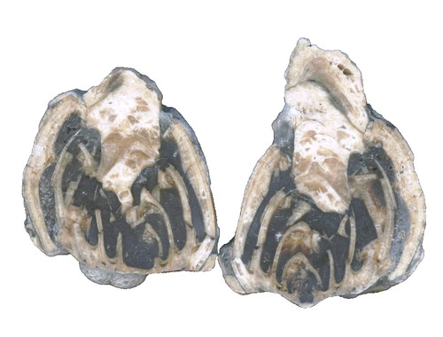 Paar versteinerte schnecke - versteinerte,