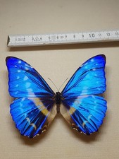 Morpho Cyrus Männchen