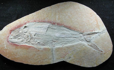 Solnhofen, Fossil, sehr schöner, großer Raubfisch Caturus furcatus