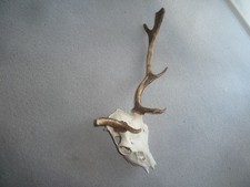 Damhirsch Geweih abnorm