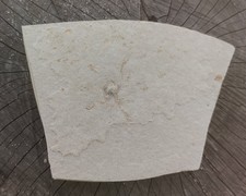 Saccocoma sp. Freischwimmende