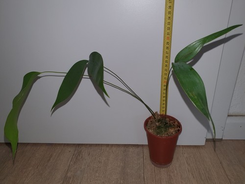 Ceratozamia pacifica 1 plant - ,