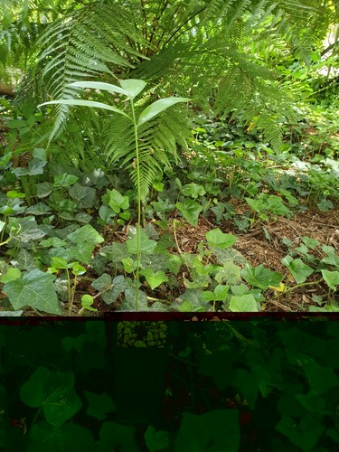 Zamia encepharloides plant - zamia,