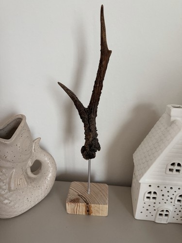 Rehbocktrophäe hirschgeweih - rehbocktrophäe/, hirschgeweih/