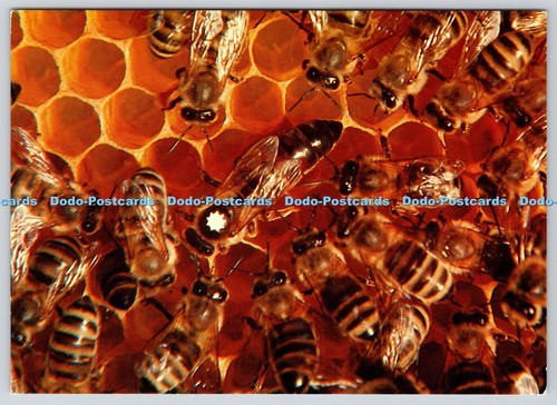 L375617 bienenkonigin mit - l375617,