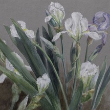 Iris Lilien Frühblüher