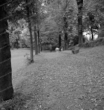 Negativ-Köln-Park-Natur-Lands