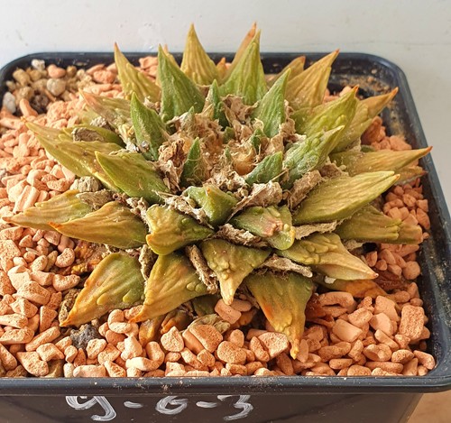 Alter ariocarpus auf eig - alter,