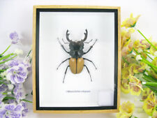 Odontolabis elegans -  echtes