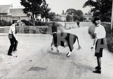 Altes Pressefoto Die Stier