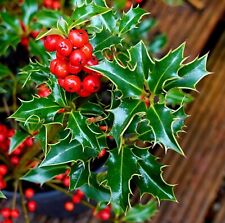 Weibliche Stechpalme Ilex aquifolium 'Alaska' 40-60 cm im 5-Liter Topf