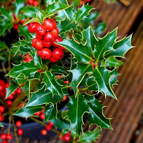 Weibliche stechpalme ilex - stechpalme,
