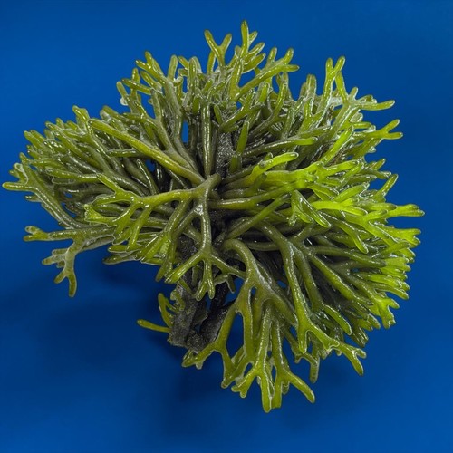Meerwasser codium - meerwasser, |