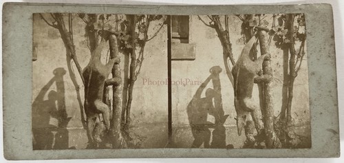 Tierpräparat taxidermie c1865 - tierpräparat,