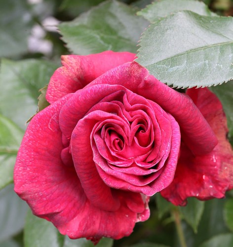 Kletterrose red flame - kletterrose, flame®