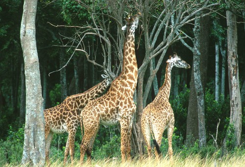 Postkarte giraffe herde - 1,