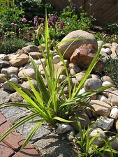 10 x Kleines Schilfgras Schilf