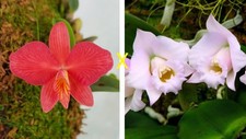 miniature Orchidee Cattleya Sophronitis roseum/ wittigiana x Laelia alaorii